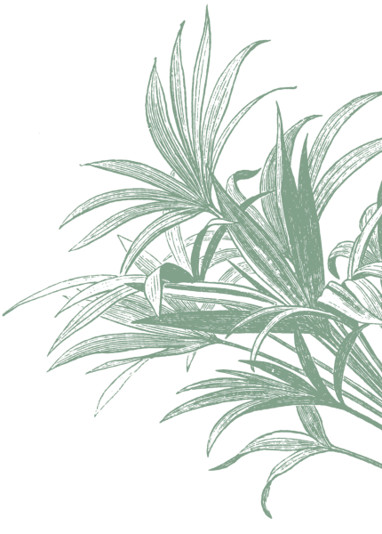 Palme